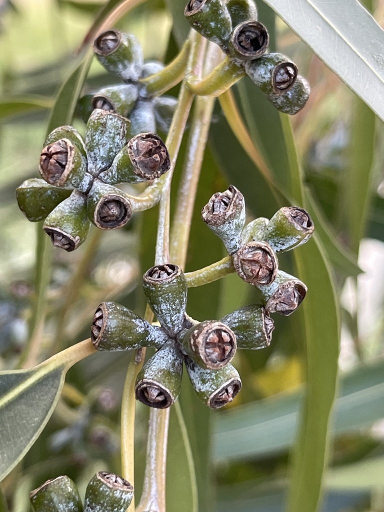Eucalyptus Grandis - Vista 2